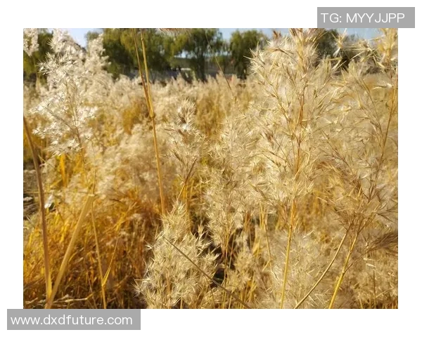 电竞新闻赵伟畅谈个人成长与CSGO职业生涯的点滴回忆与感悟